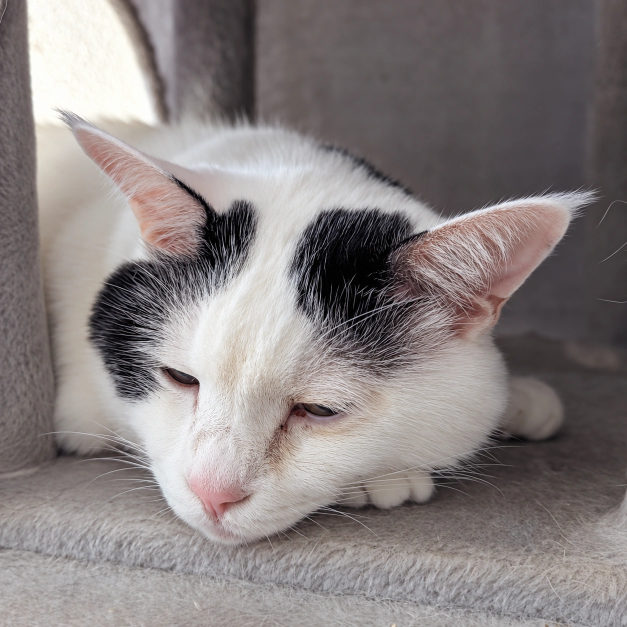 キャットタワーの段で顔を伏せて目を細める、白地で頭に黒い模様のサスケ