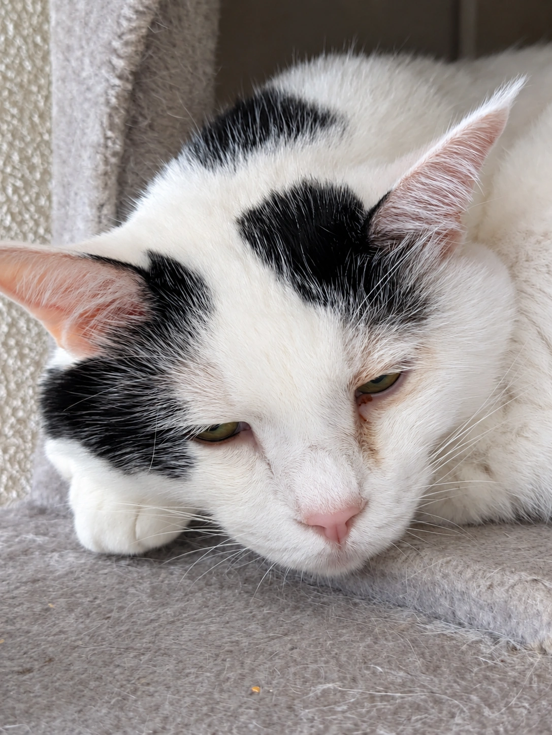 キャットタワーの台にあごをのせて目を細める白黒のサスケ(背景はAIで加工)