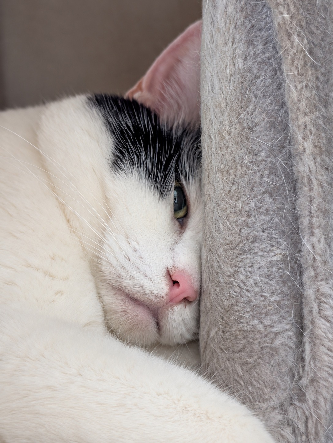 キャットタワーの柱に顔をくっつけ、片目だけ薄く開けた白黒のサスケ（AIで明るさと色味を調整）