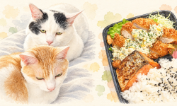 Featured image of post 【10月02日の写真日記】眠そうな猫たちと魚弁当、ビジネス口座の開設