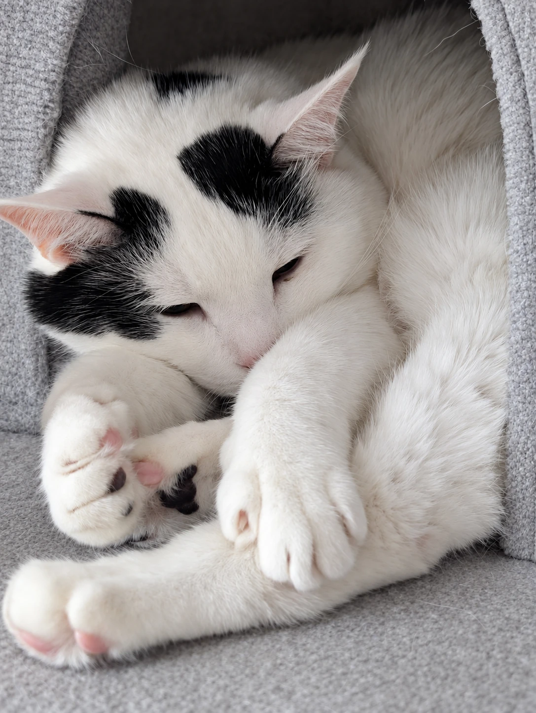 キャットハウスで手足を交えて丸くなる白黒のサスケ(布と明るさ、目・鼻周りはAIで加工)