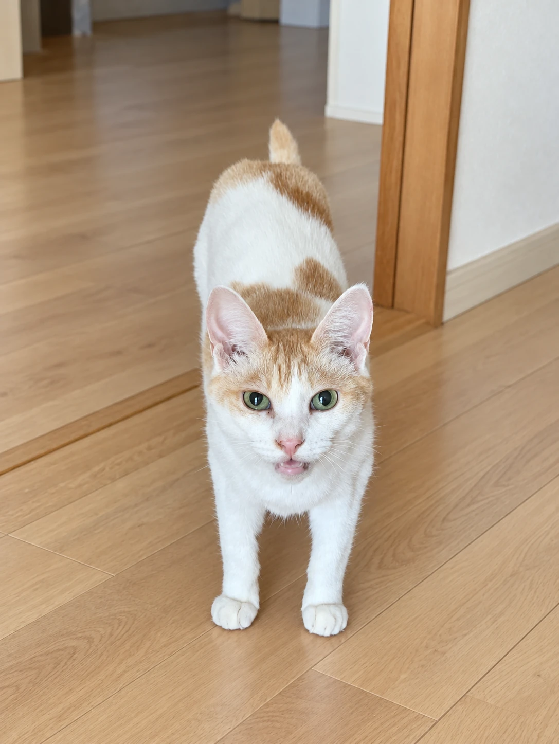 床に立ち、こちらを見ながら鳴く茶白のチャコ(背景と目・鼻周りはAIで加工)