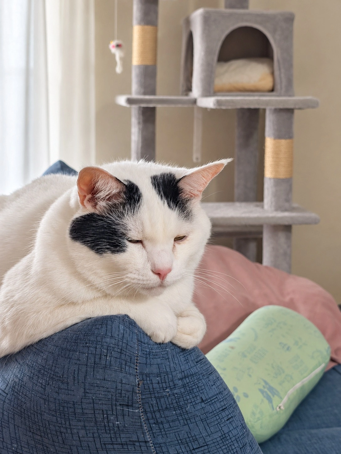 ソファーの上で前足をそろえてウトウトする白黒のサスケ。後ろのキャットタワーにはチャコ（背景と目・鼻周りはAIで加工）