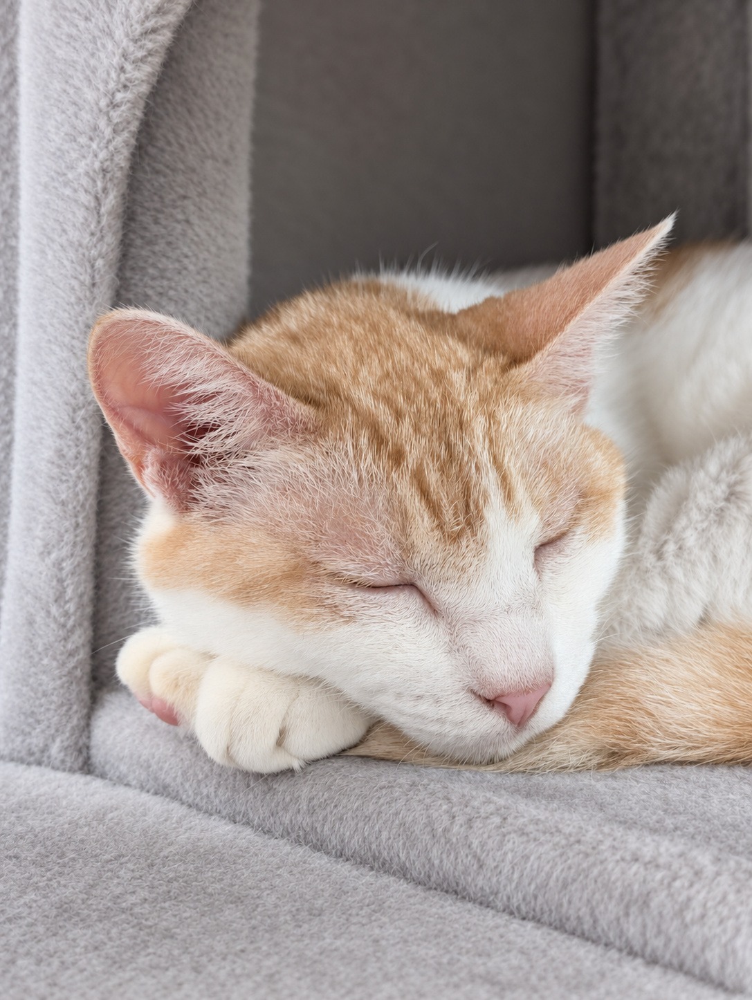 キャットタワーで前足に顔を寄せて眠る茶白のチャコ（周囲の布と目・鼻周りはAIで加工）