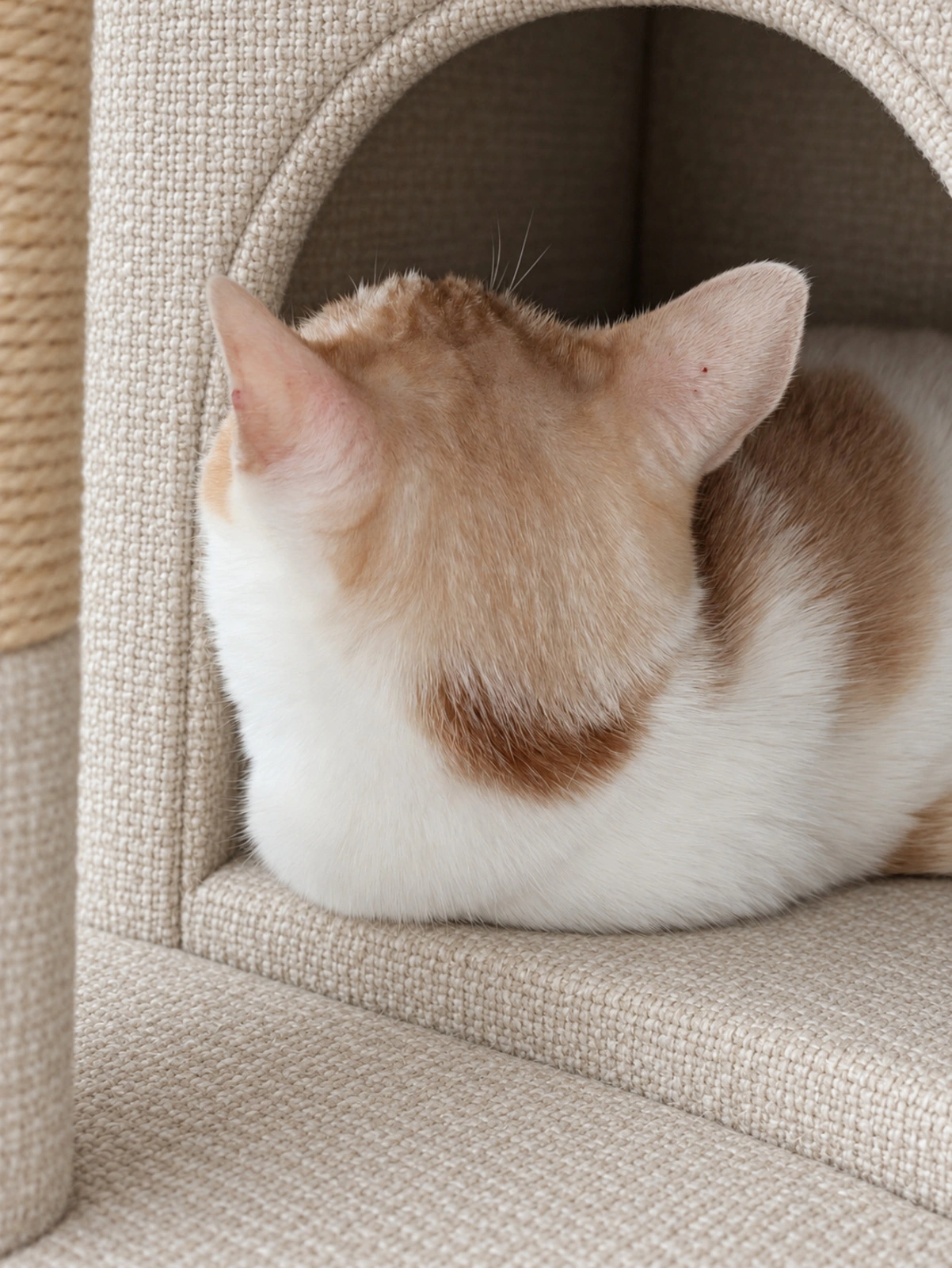 キャットハウスで背中を向けるチャコ（ハウスの布はAIで加工）