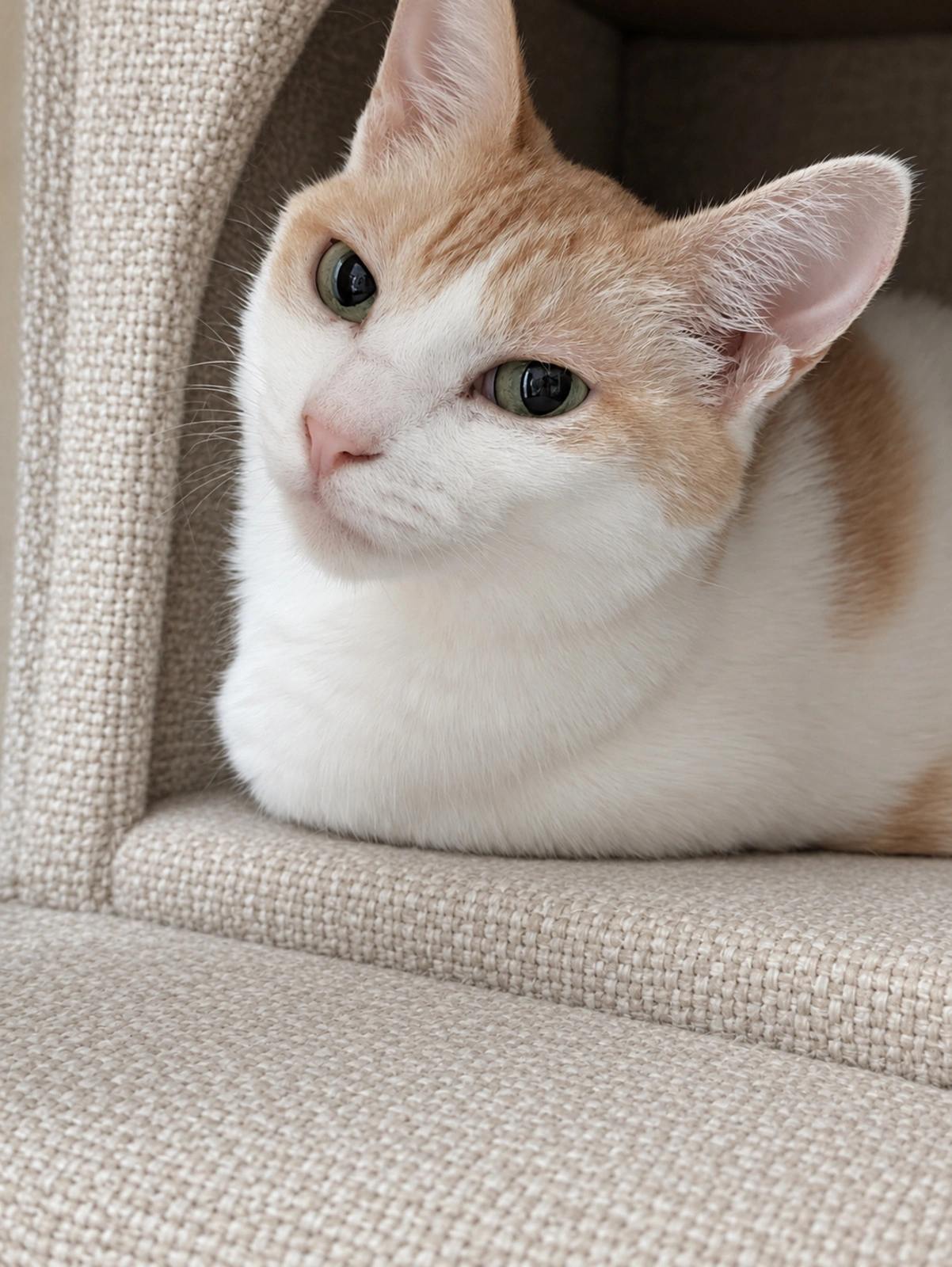 こちらを振り向いたチャコの顔（ハウスの布と目・鼻周りはAIで加工）