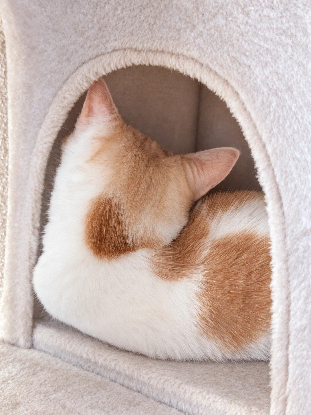 キャットタワーの穴の中で奥に顔を向けて丸まる茶白のチャコ（布地と明るさをAIで加工）