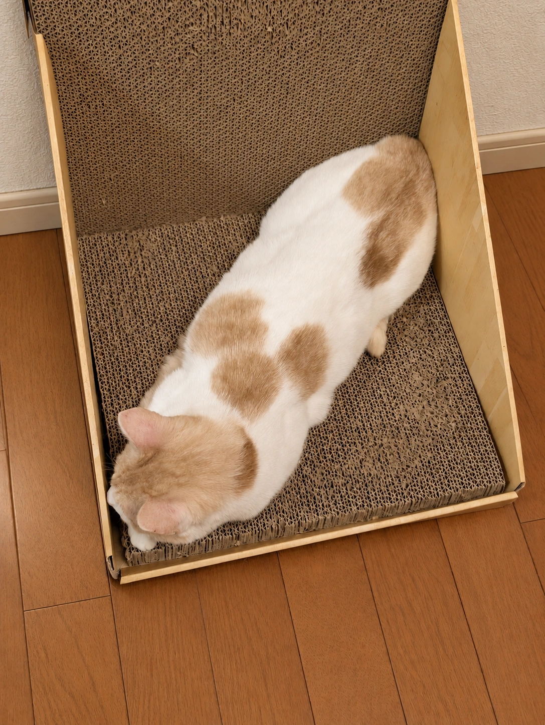 お気に入りの爪とぎで斜めに座る茶白のチャコ（周囲の床・小物と夜の室内照明をAIで調整）
